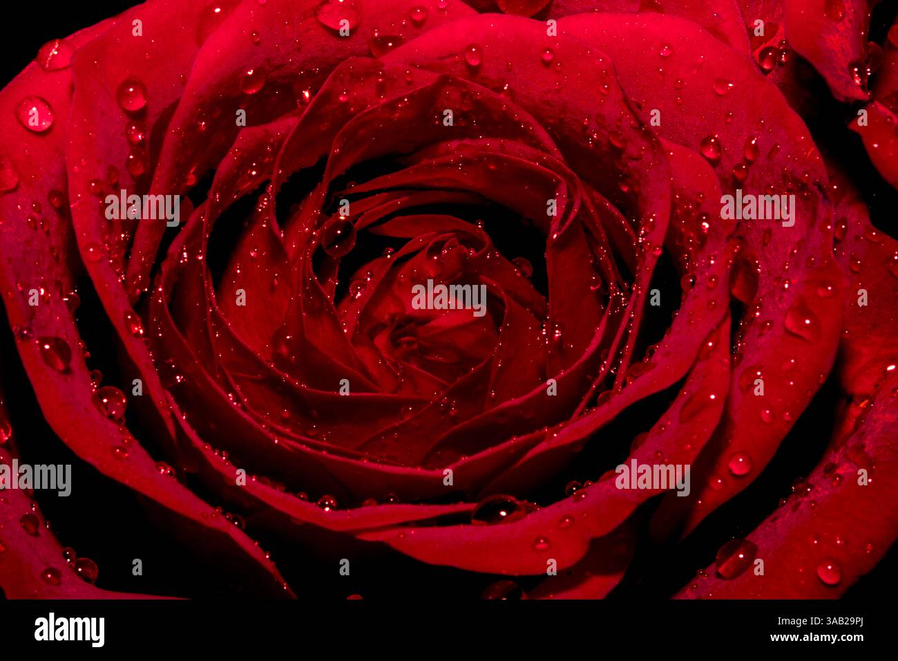 Regentropfen auf einer roten Rose Stockfoto