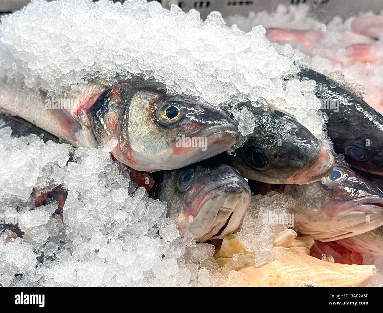 Aus nächster Nähe sehen Sie frischen Wolfsbarsch auf Eis auf einem Fischhändler-Stand auf einem Markt. - Smartphone-aufgenommenes Stockfoto