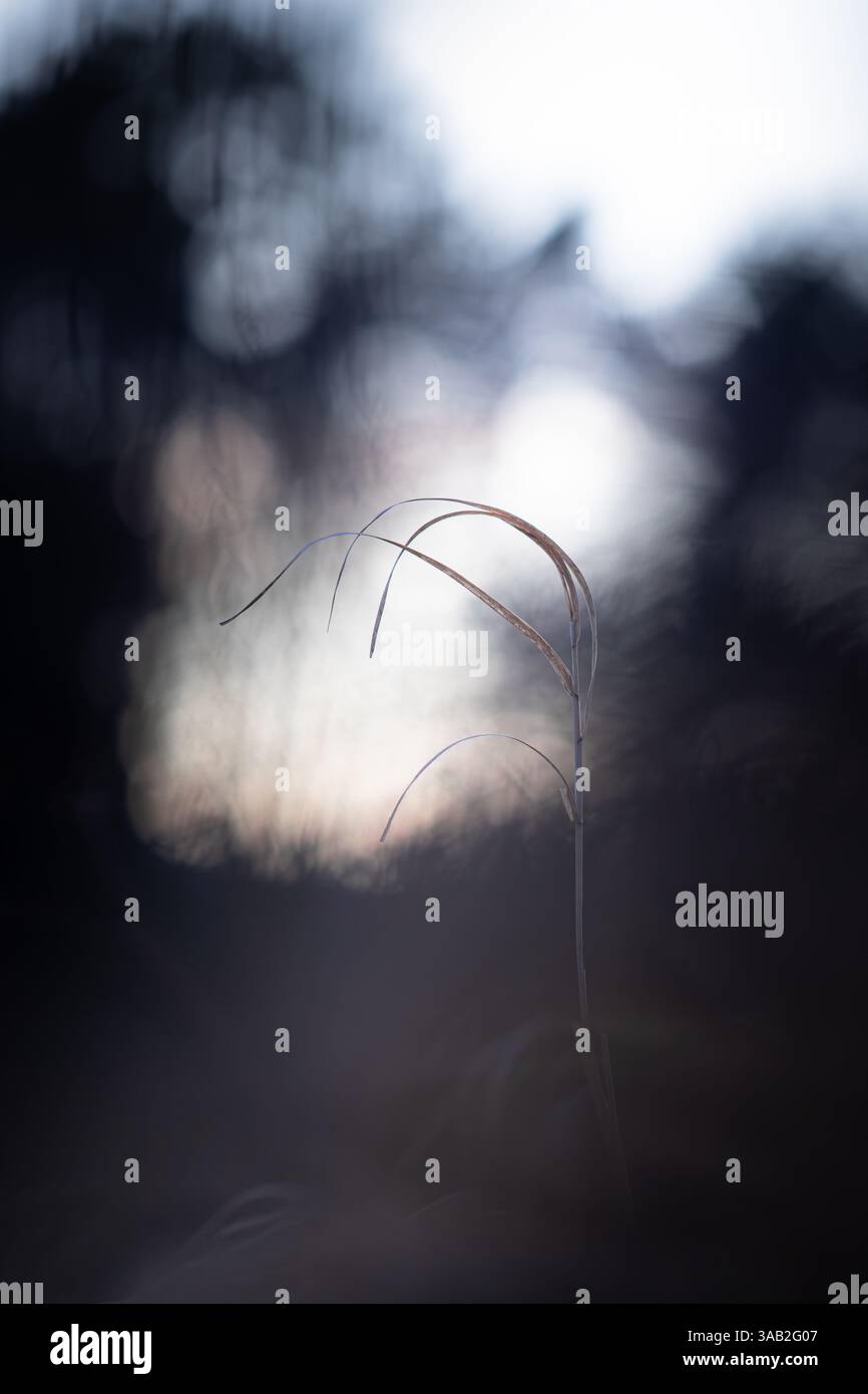 Ein einzelner trockener Grashalm steht sanft im Fokus, der in stimmungsvollen Dämmertönen mit einem abstrakten Bokeh-Hintergrund von verblassendem Tageslicht aufgenommen wird. Stockfoto