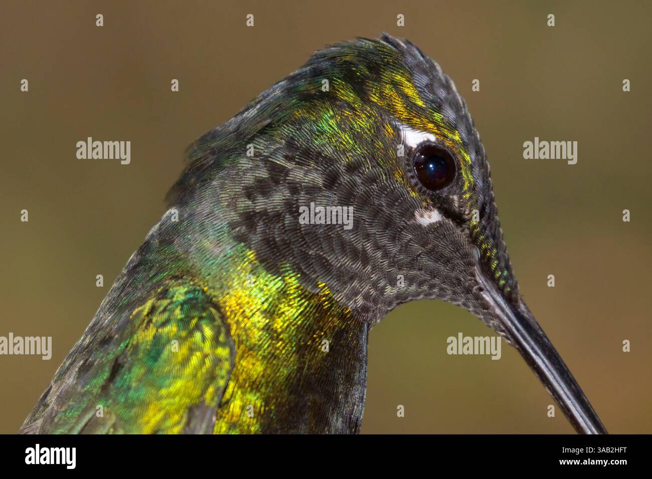 Rivoli's Hummingbird (Eugenes fulgens), Santa Rita Lodge, Coronado National Forest, Arizona Stockfoto