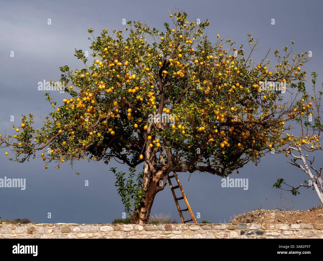 Zitronenbaum mit Reifen Früchten, Agia Varvara, Zypern Stockfoto