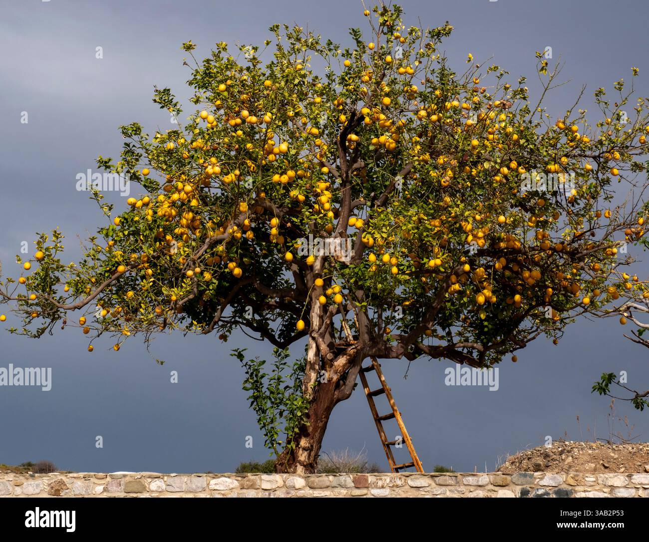 Zitronenbaum mit Reifen Früchten, Agia Varvara, Zypern Stockfoto