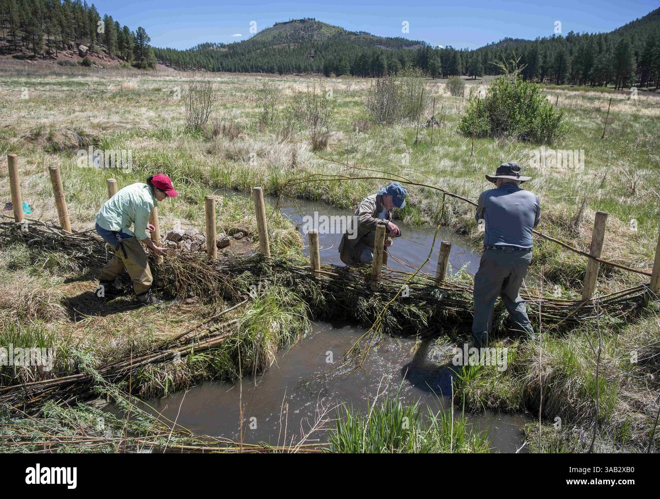 24. Mai 2018 – USA – von links errichten Samantha Griego, Archäologin für den Jemez Ranger District des Santa Fe National Forest, Art Vollmer, Präsident des Truchas-Kapitels von Trout Unlimited, und Nick Tsapatsaris, Schutzstuhl für das Truchas-Kapitel der T.U., einen Biberdamm entlang des Rio Cebolla in den Jemez Mountains, Donnerstag, 24. Mai 2018. Sie gehörten zu mehreren Freiwilligen und die Forstdienstmitarbeiter bauten etwa zehn Dämme, um das Ufergebiet um den Fluss zu verbessern. (Eddie Moore/Albuquerque Journal (Bild: © Eddie Moore/Albuquerque Journal via ZUMA Wire) Stockfoto