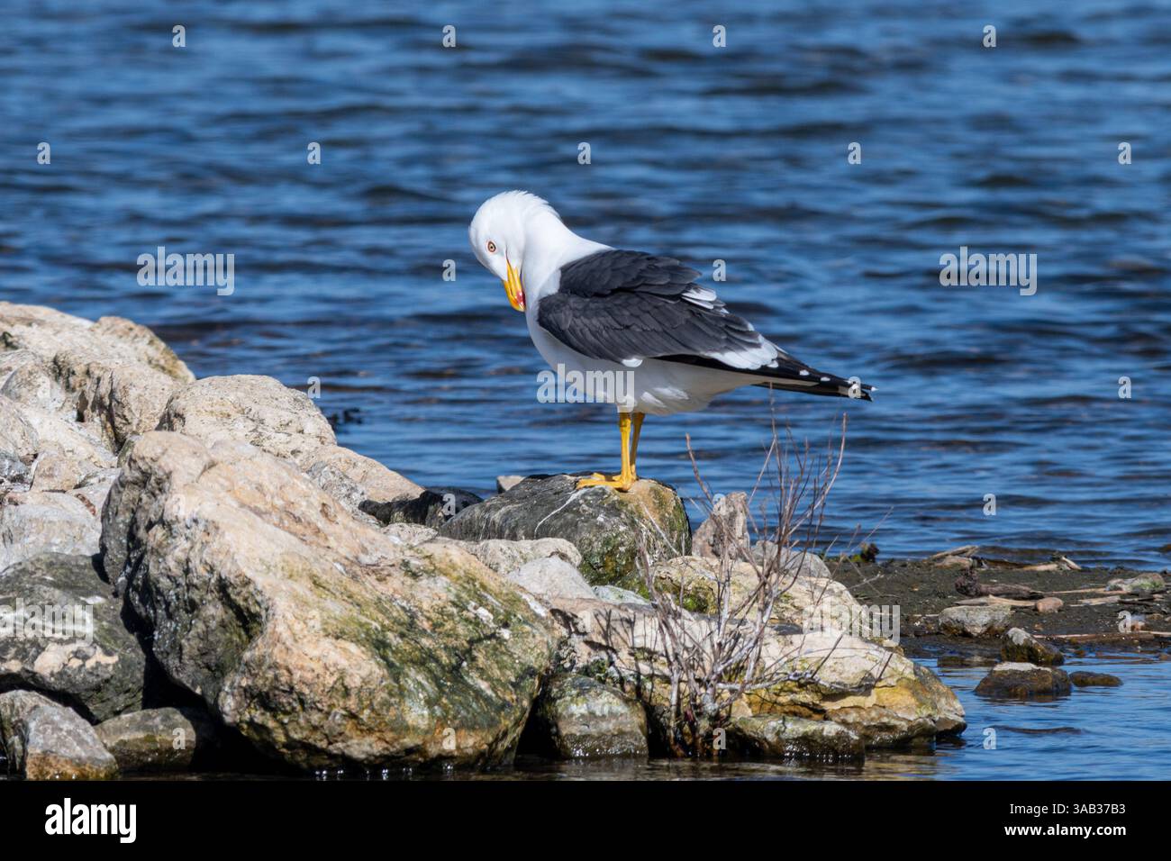 Kleine Schwarzmöwe (Larus fuscus), eine große Möwe mit dunkelgrauem bis schwarzem Rücken und Flügeln, gelschnabel und gelben Beinen, England, Großbritannien Stockfoto