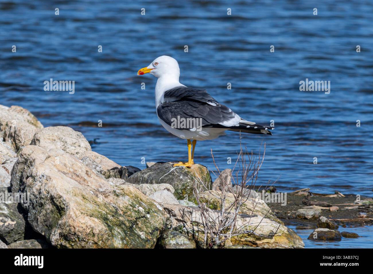Kleine Schwarzmöwe (Larus fuscus), eine große Möwe mit dunkelgrauem bis schwarzem Rücken und Flügeln, gelschnabel und gelben Beinen, England, Großbritannien Stockfoto