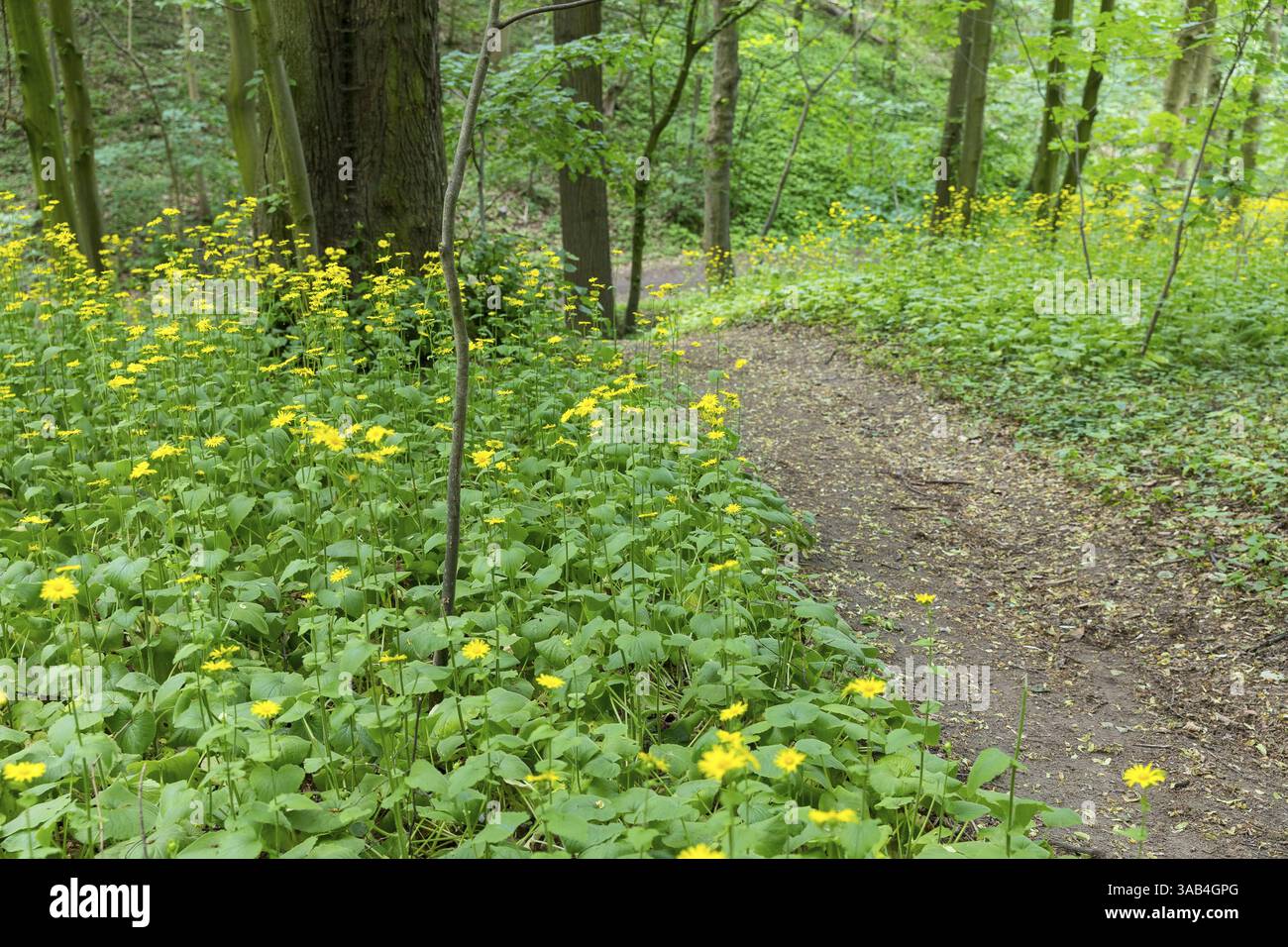 Elekampan (Inula helenium) blüht in einem Waldgebiet nahe der Baumwiese in Dresden, Sachsen, Deutschland, Europa Stockfoto