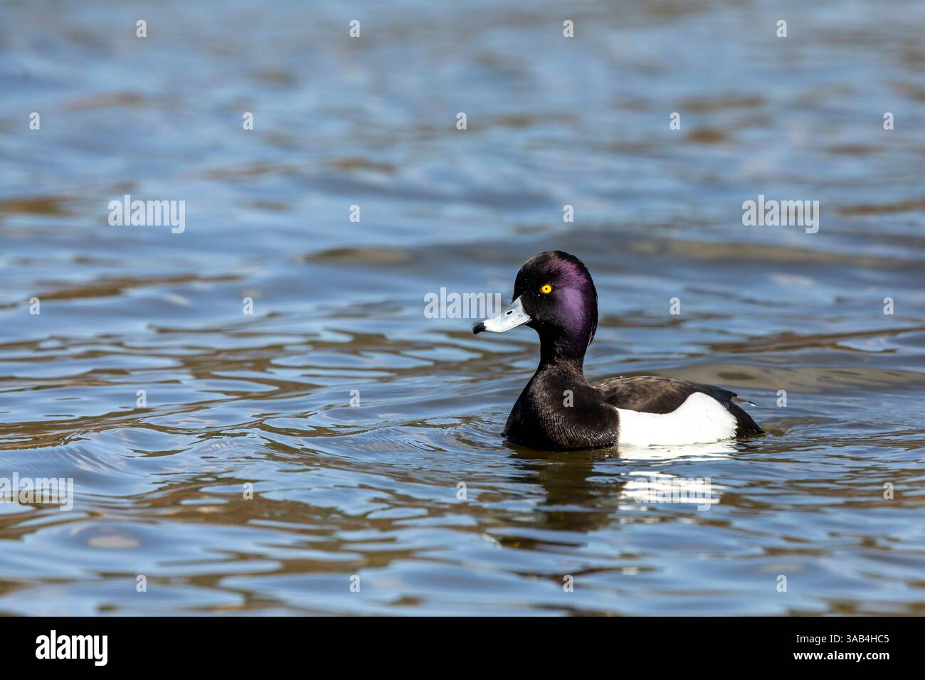 Drake Tufted Duck - Aythya Fuligula schwimmt auf einem Pool. Drake oder männliche getuftete Ente - Aythya fuligula mit einem hellgelben Auge und irisierenden Kopf Showi Stockfoto
