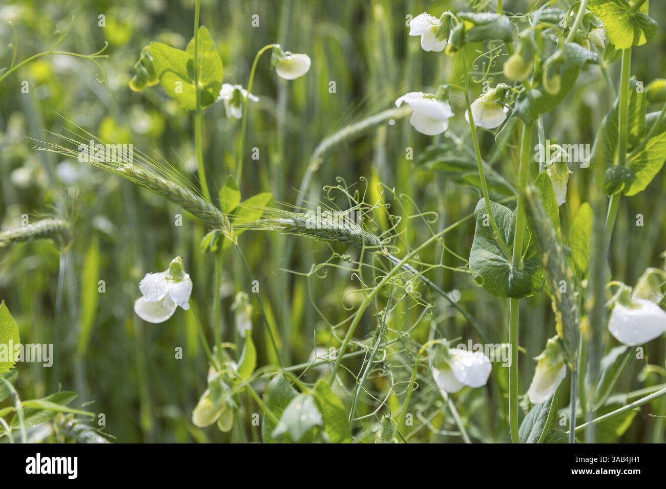 Feld mit Mischkulturen von Kriechern als Kletterhilfe und Erbsen (Pisum sativum), Oberlausitz, Sachsen, Deutschland, Europa Stockfoto