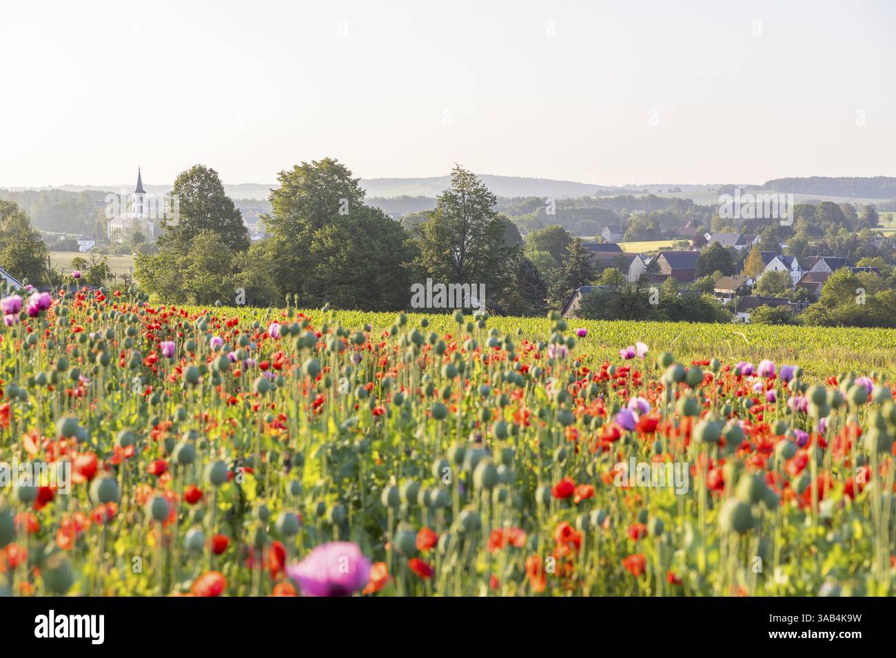 Blaumohn (Papaver somniferum) und Maismohn (Papaver rhoeas) auf einem Feld, im Hintergrund kann man Callenberg, Sachsen, Deutschland, Europa sehen Stockfoto
