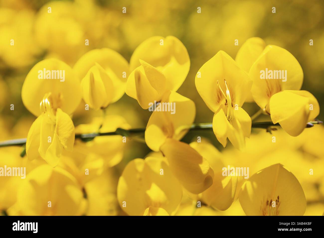 Besenbesen (Cytisus scoparius) in Blüte, Sachsen, Deutschland, Europa Stockfoto