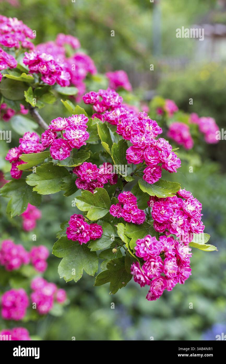 Rote, doppelte Blüten am Mittleren Weißdorn (Crataegus laevigata), Sachsen, Deutschland, Europa Stockfoto
