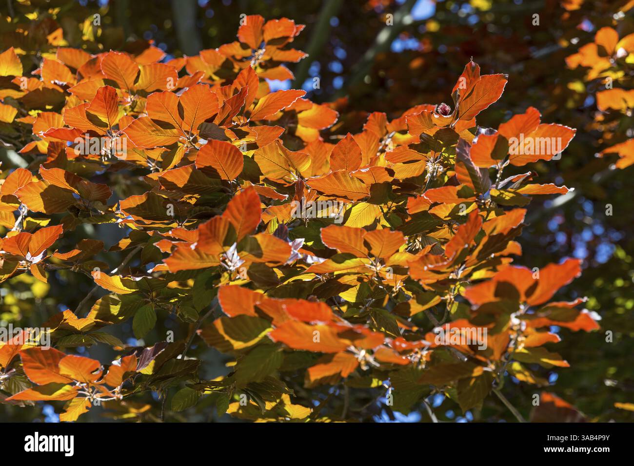 Beleuchtete Blätter einer Kupferbuche (Fagus sylvatica f. purpurea) Stockfoto