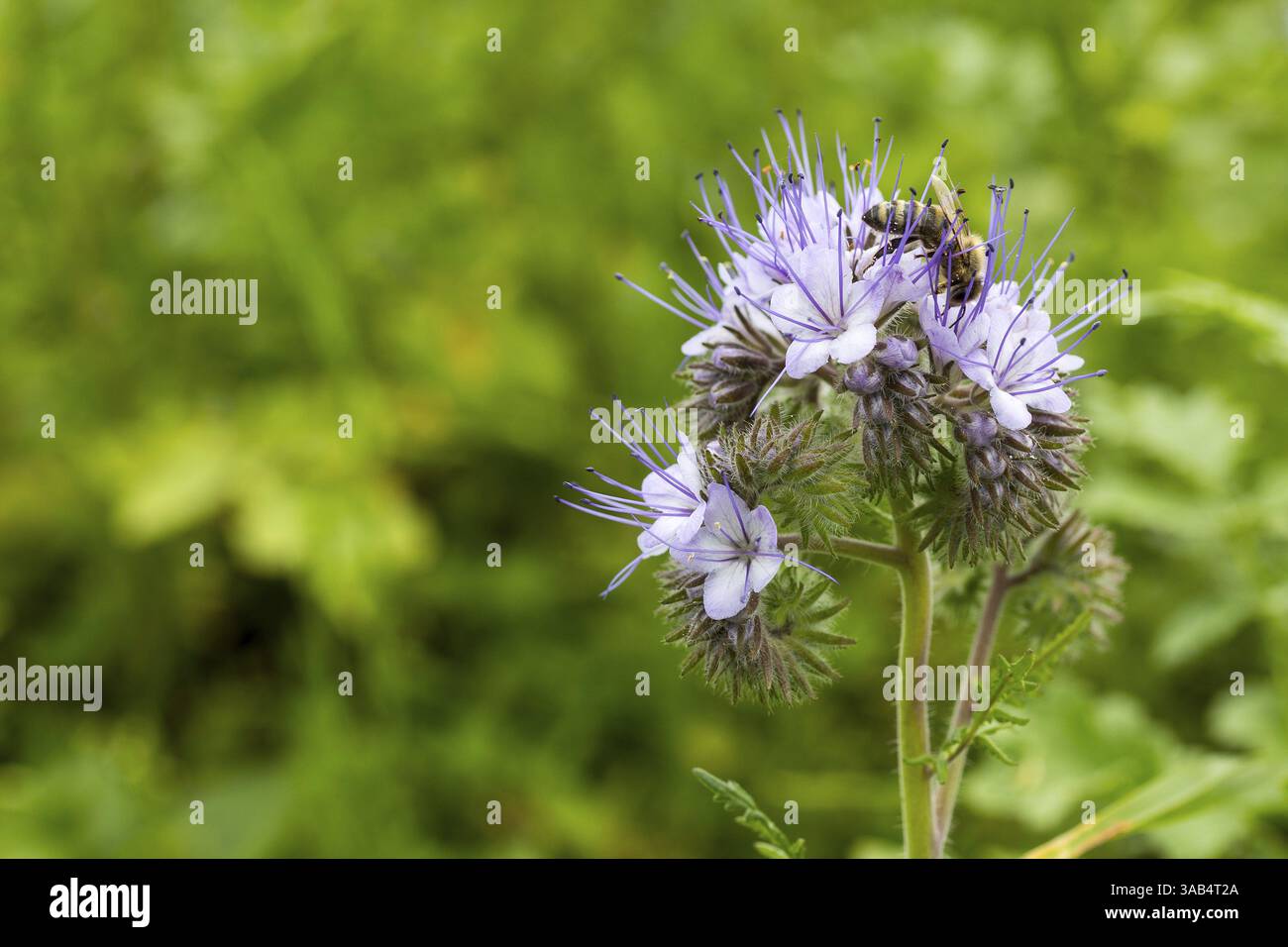 Blume des Bienenfreundes (Phacelia) mit Honigbiene (apis mellifera) Stockfoto