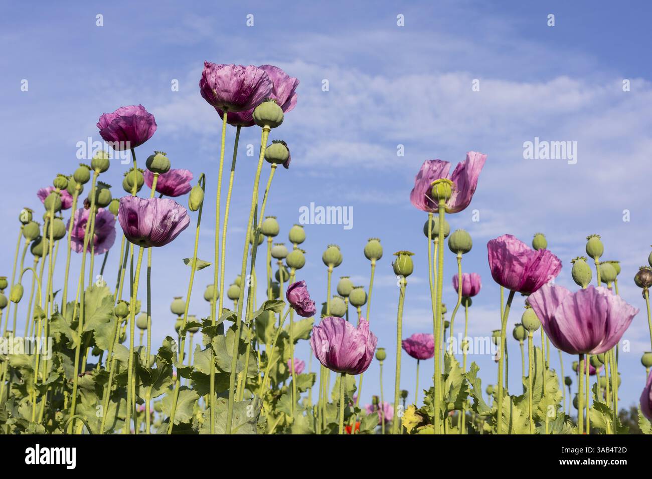 Blauer Mohn (Papaver somniferum) auf einem Feld bei Callenberg, Sachsen, Deutschland, Europa Stockfoto