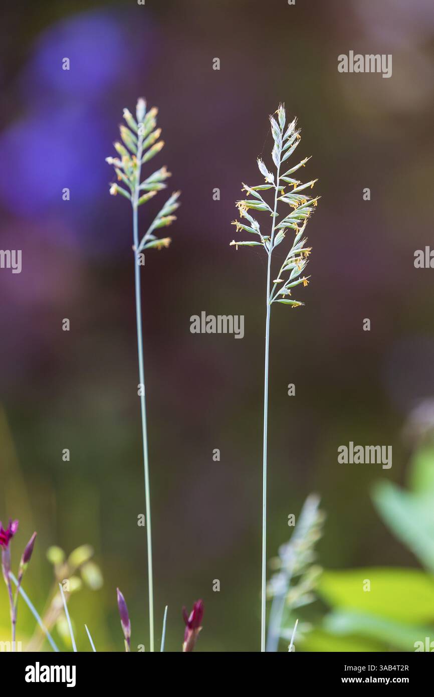 Die Panik eines blühenden Grases Stockfoto