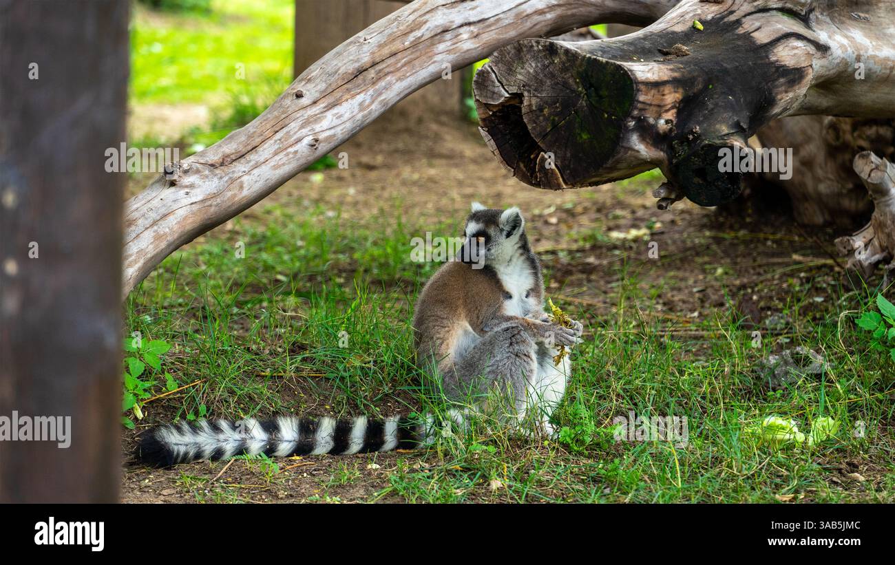 Lemur sitzt zwischen den Bäumen auf dem Gras und isst im Safari Park von Dubai, VAE. Wildtiere in Gefangenschaft halten. Stockfoto