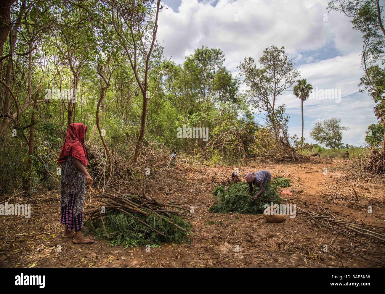 14. April 2015 – Jaffna-Halbinsel, Sri Lanka – ehemalige VERTRIEBENE, die Vegetation abräumen und einen Weg für andere schaffen, um Häuser leicht zu lokalisieren, in Valikamam. Der Sri-lankische Bürgerkrieg begann am 23. Juli 1983 und war ein Aufstand gegen die Regierung der Liberation Tigers of Tamil Eelam (LTTE oder Tamil Tigers), die für einen unabhängigen tamilischen Staat Tamil Eelam kämpften. Nach einem 26-jährigen Krieg und schätzungsweise 40.000 zivilen Toten besiegte die srilankische Armee am 2009. Mai die Tamil Tigers. Viele Tamilen wurden während des 26-jährigen Krieges vertrieben, ihr einst vielversprechendes Land verwüstete über die Jahre und die SR Stockfoto