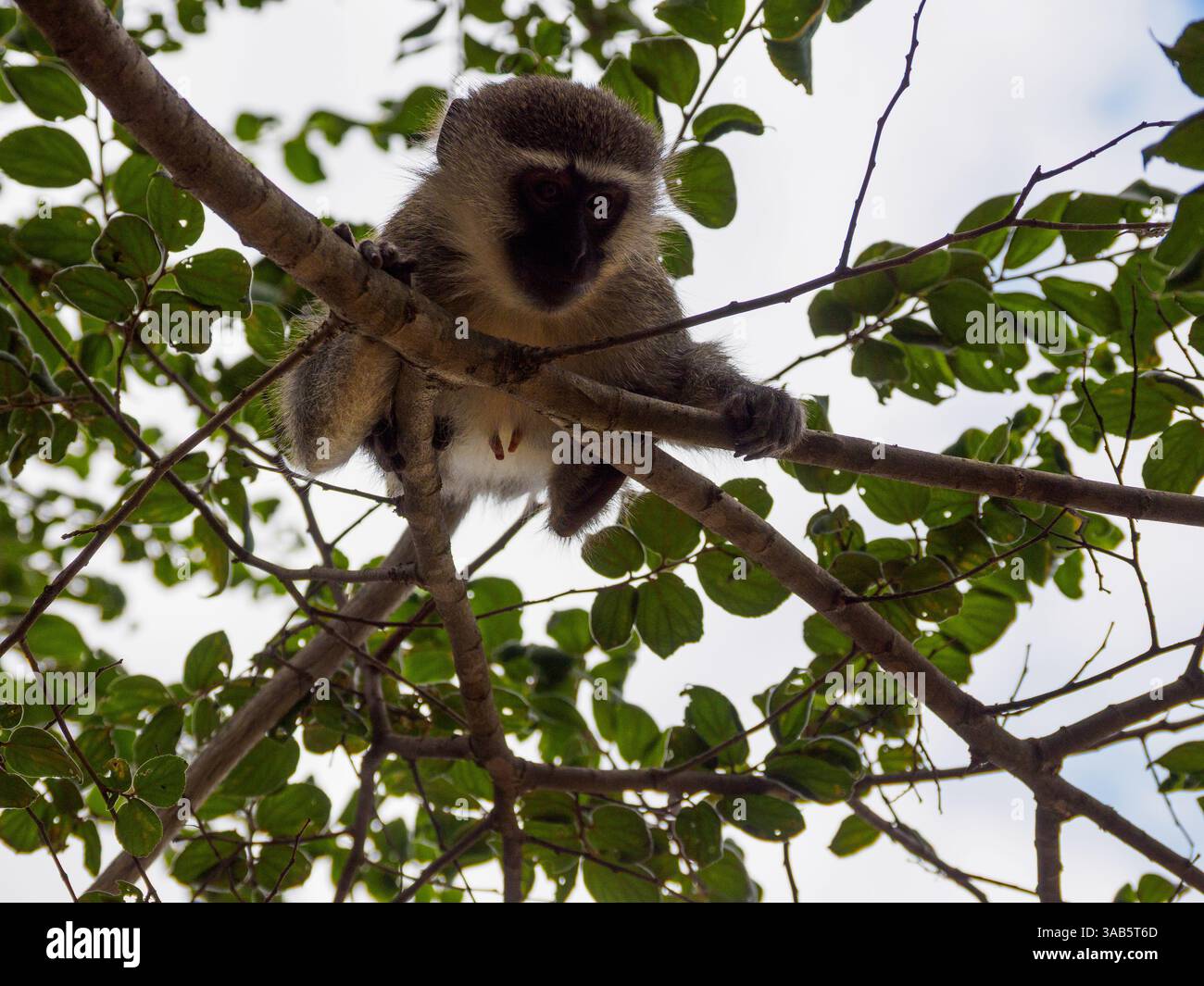 Weiblicher Eisenkraut-Affe, der vom Baum herabblickt, Südafrika Stockfoto