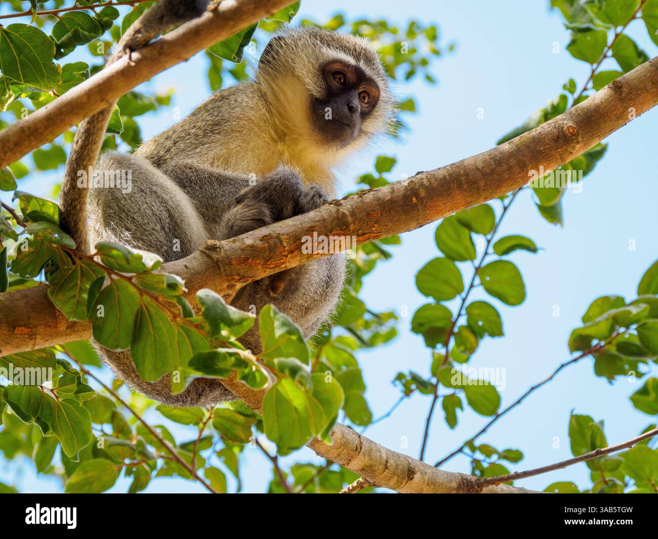Weiblicher Eisenkraut-Affe, der vom Baum herabblickt, Südafrika Stockfoto