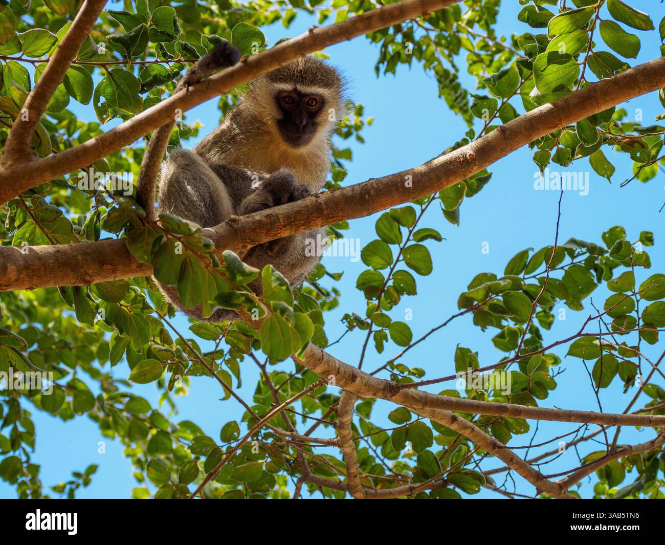 Weiblicher Eisenkraut-Affe, der vom Baum herabblickt, Südafrika Stockfoto
