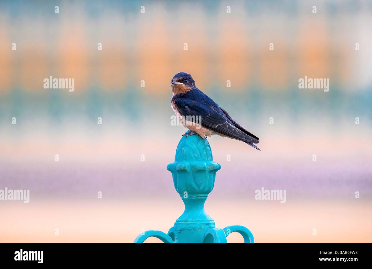 Ein Barn Swallow Vogel auf einem türkisfarbenen, verzierten Eisenpfosten mit einem sanft dargestellten pastellfarbenen Hintergrund im City Park in Denver, Colorado. Stockfoto