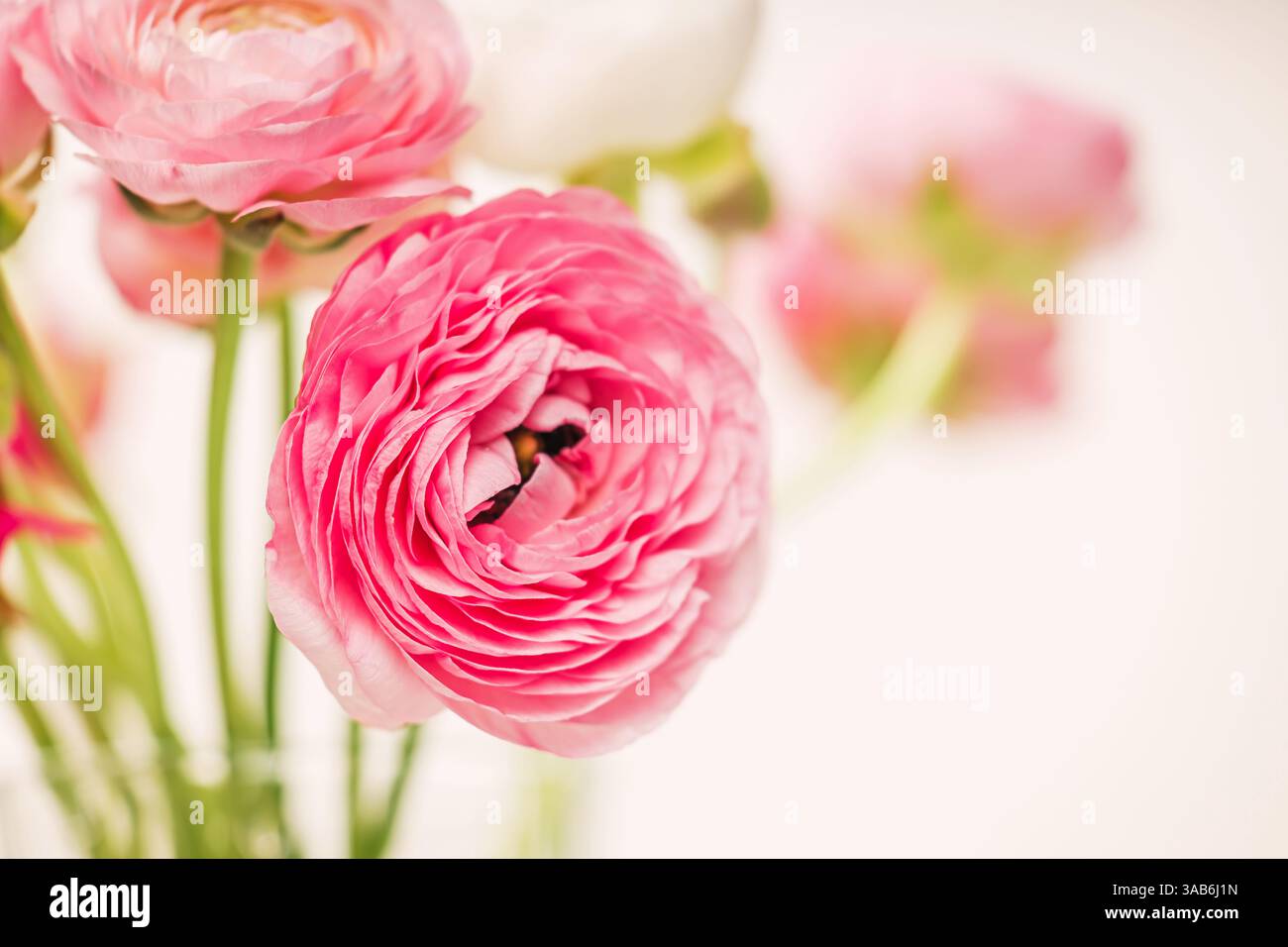 Eine Nahaufnahme der leuchtenden rosafarbenen Ranunkelblüten Stockfoto