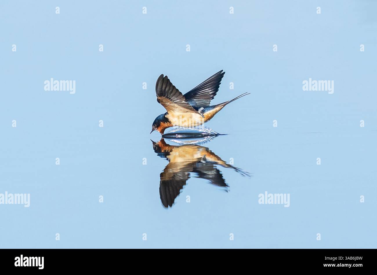 Ein Barn Swallow Vogel im Flug, der ein schnelles Getränk Wasser nimmt, während er auf einem klaren blauen See herabstürzt. Stockfoto