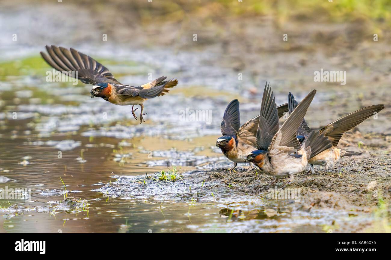 Eine Gruppe von Cliff Swallows taucht ihren Schnäbel in matschiges Wasser am Ufer und sammelt Schlamm, den sie zum Bau ihrer Nester im Frühling verwenden. Stockfoto