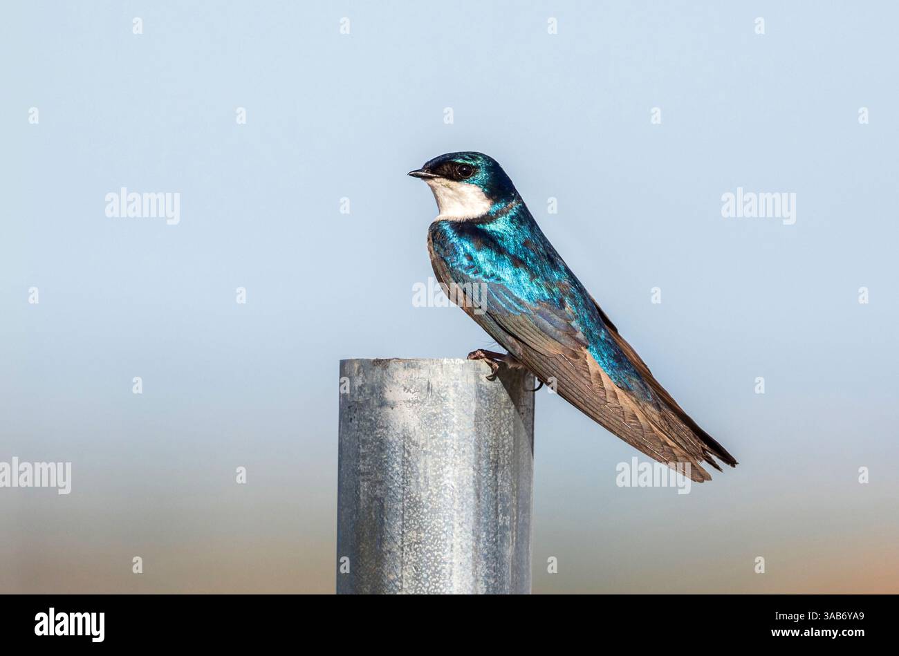 Ein Baum-Schwalbenvogel mit wunderschönen blauen Federn, der auf einem silberfarbenen Stab posiert, mit einem natürlichen weichen Hintergrund. Nahansicht. Stockfoto