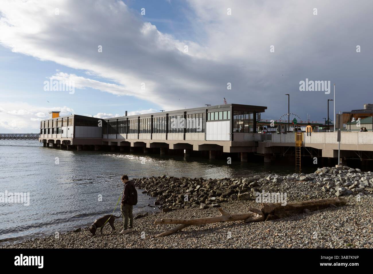 Ein junger Mann geht mit seinem Hund am Pioneer Square Habitat Beach in der Nähe des Seattle Ferry Terminals. Stockfoto