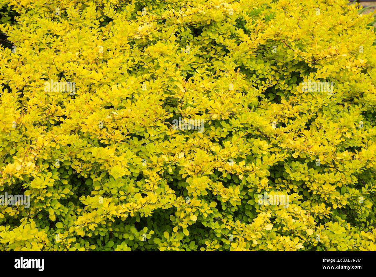 Berberis thunbergii 'Aurea' - Japanischer Berberrerstrauch im Frühjahr. Stockfoto