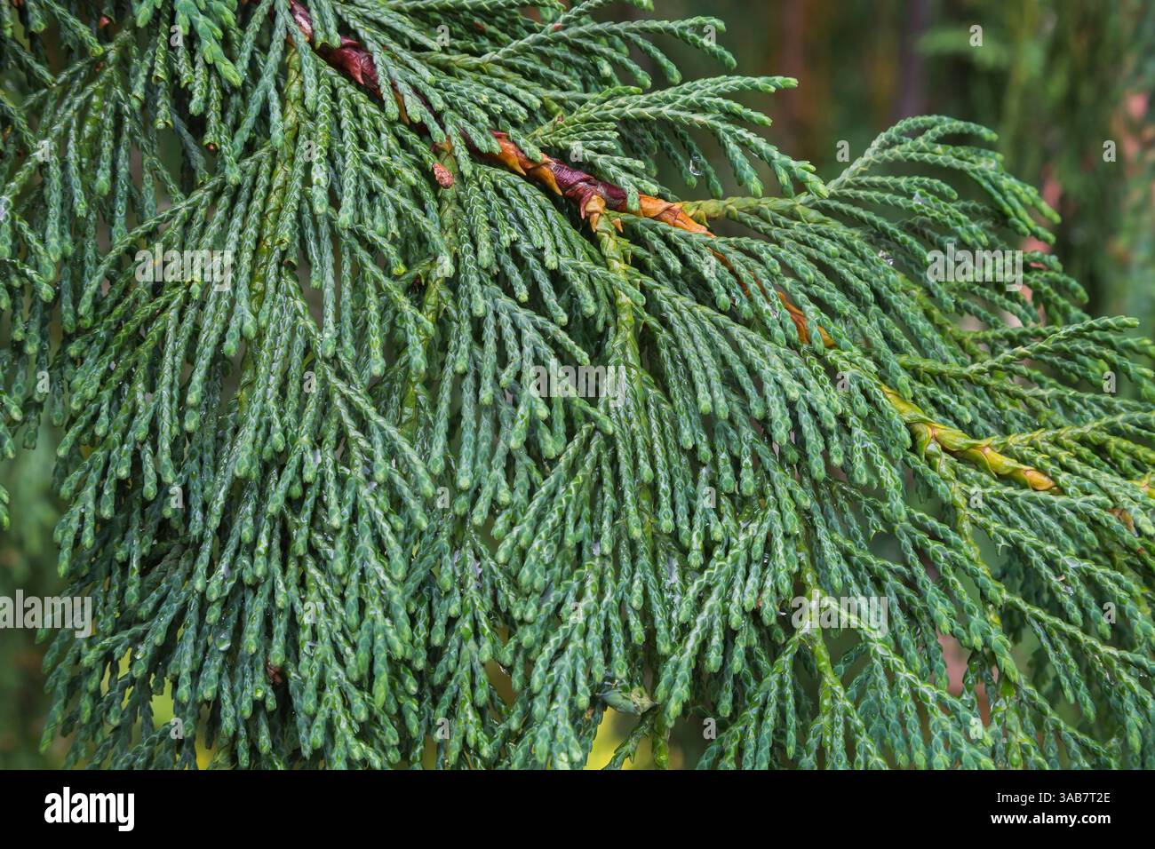 Nahaufnahme von Juniperus - Wacholder verlässt im Sommer. Stockfoto