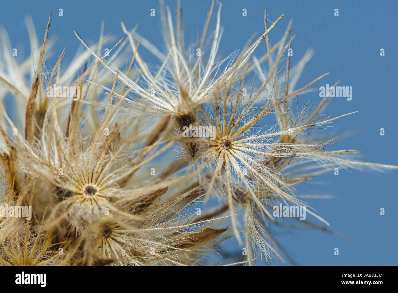 Nahaufnahme von getrockneten Blumen mit komplexen Samenstrukturen, vor einem klaren blauen Himmel, die die zarte Schönheit der Natur einfangen Stockfoto