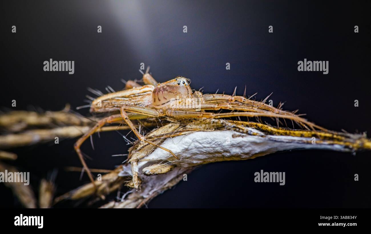 Nahaufnahme einer Luchsenspinne, die auf einer trockenen Pflanze steht und ihre spitzen Beine und komplizierten Details vor einem unscharfen dunklen Hintergrund zeigt Stockfoto