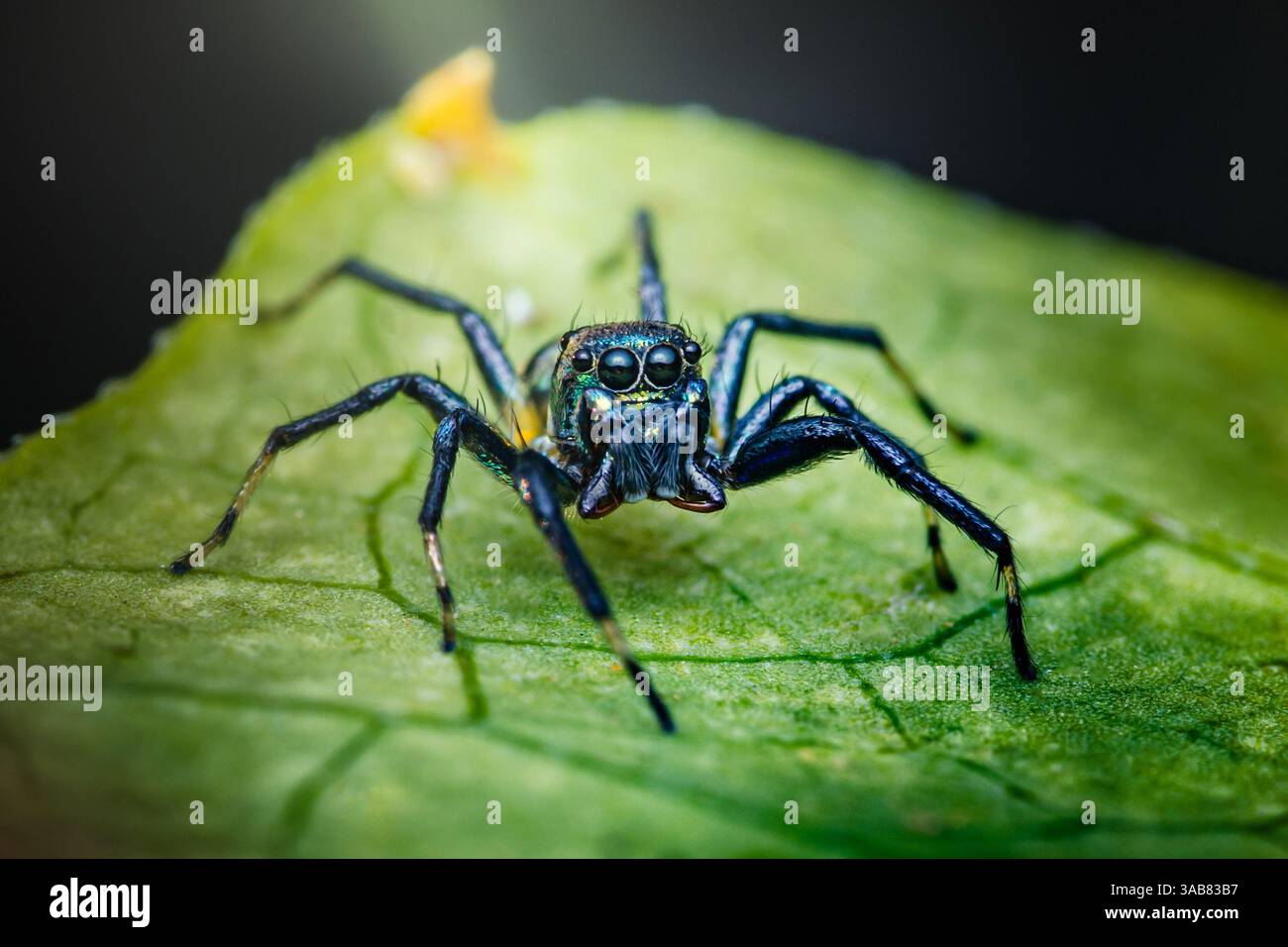 Nahaufnahme einer springenden Metallspinne, die auf einem leuchtenden grünen Blatt steht und ihren schillernden Körper und die großen Augen zeigt Stockfoto