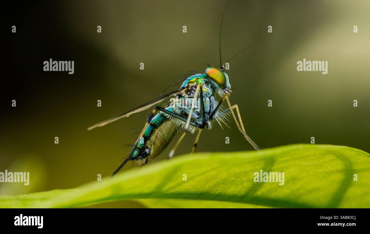 Langbeinige Fliege mit schillerndem Körper und großen Augen auf einem leuchtend grünen Blatt, die die Schönheit der winzigen Wesen der Natur zum Ausdruck bringt Stockfoto