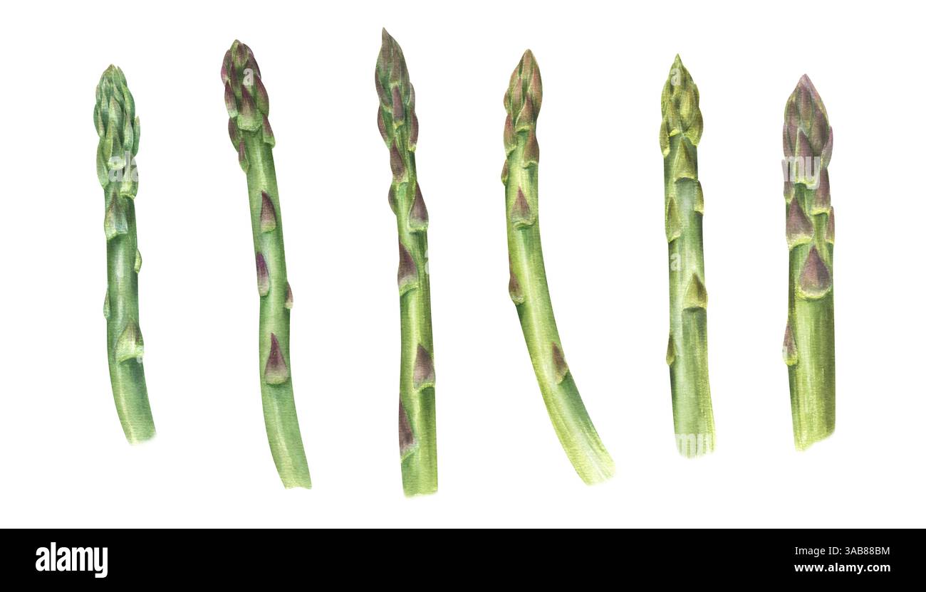 Aquarell frische zarte Spargel Speere Illustration Clip Art isolierter Hintergrund. Bio-gesunder Speisestiel. Grüne Triebe setzen oder gesunde Ernährung Stockfoto