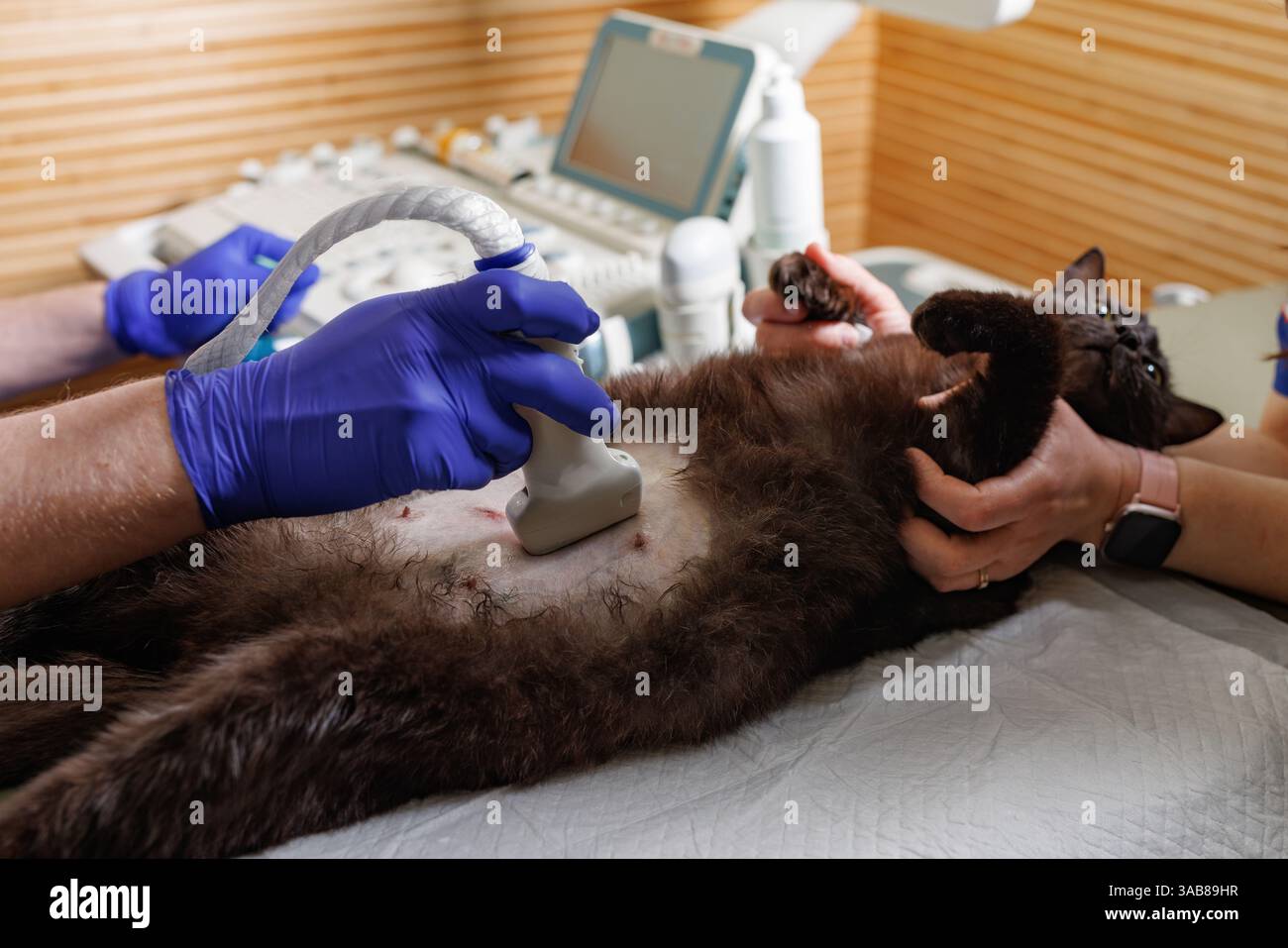 Tierarzt führt abdominale Ultraschalluntersuchung an Katze in der Klinik durch, diagnostische Kontrolle mit bildgebenden Geräten. Stockfoto