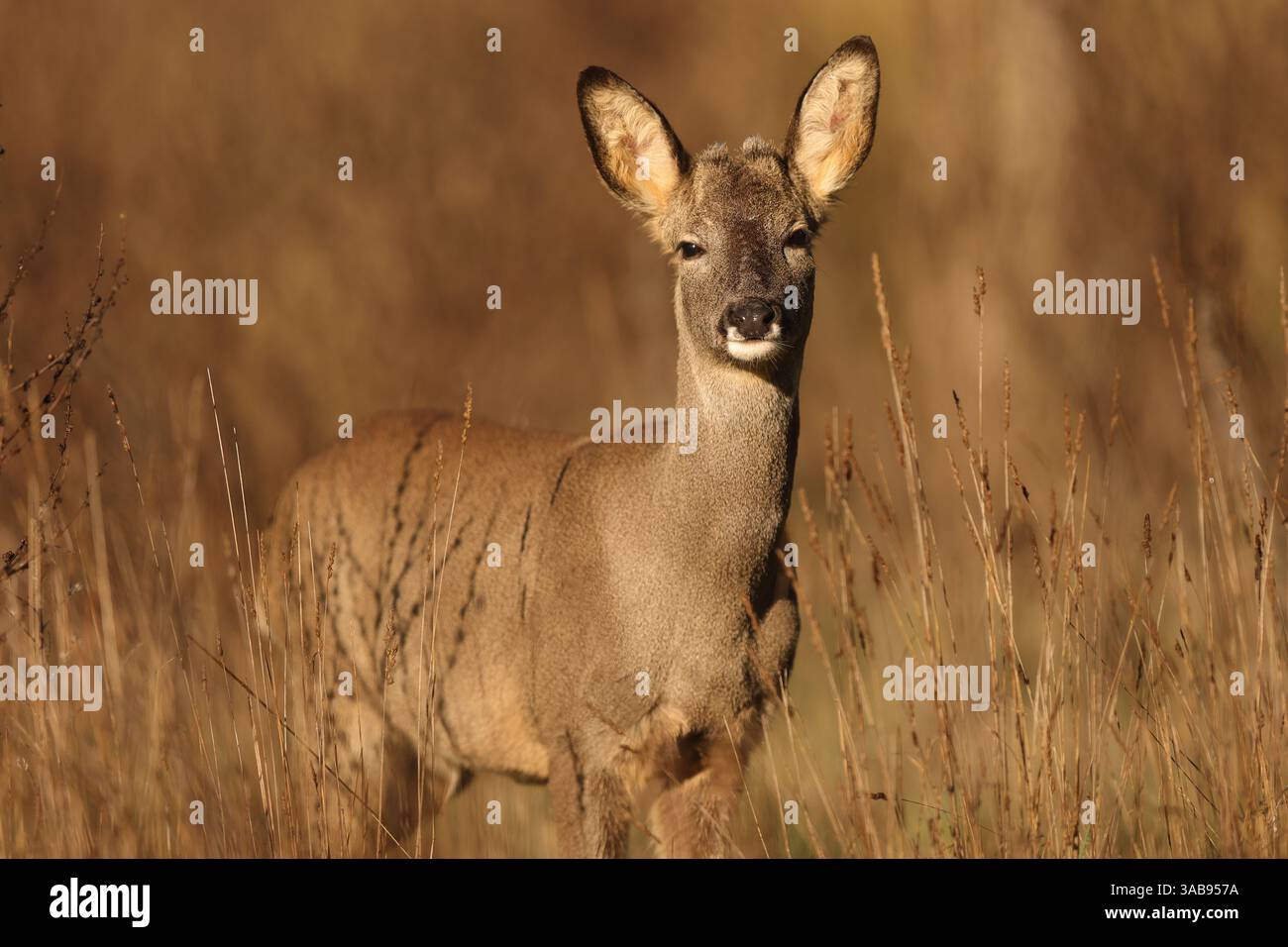 Ein Reh steht auf einem sonnendurchfluteten Feld, umgeben von hohen Gräsern, wachsam. Die aufmerksamen Ohren und die sanften Augen halten einen friedlichen Moment in der Natur fest. Stockfoto