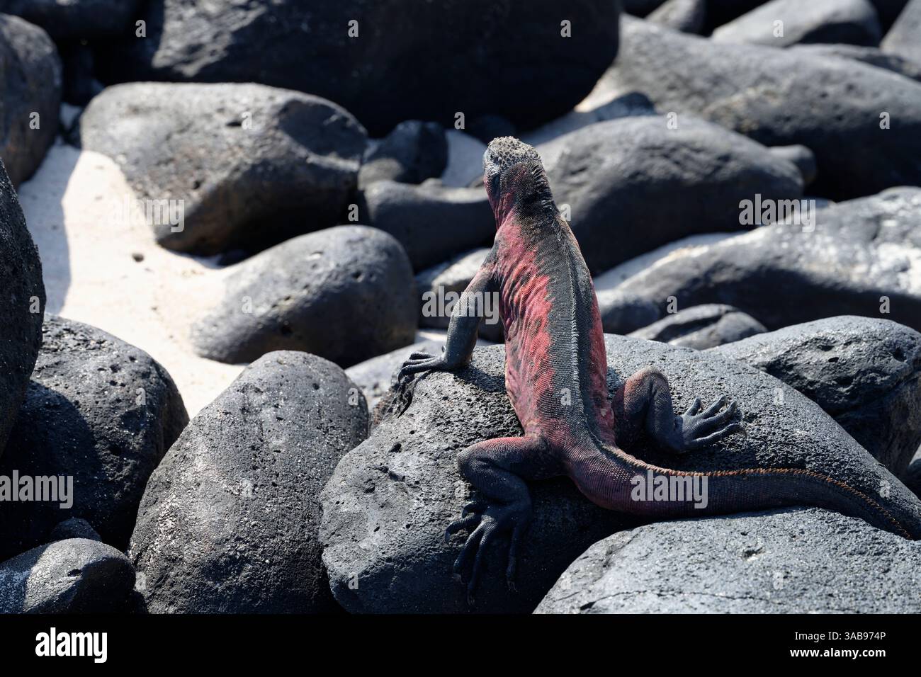 Ein roter Meeresleguan zeigt lebendige Farben, während er auf dunklen vulkanischen Felsen auf den Galapagos-Inseln sonnt und die einzigartige Tierwelt dieses E zeigt Stockfoto