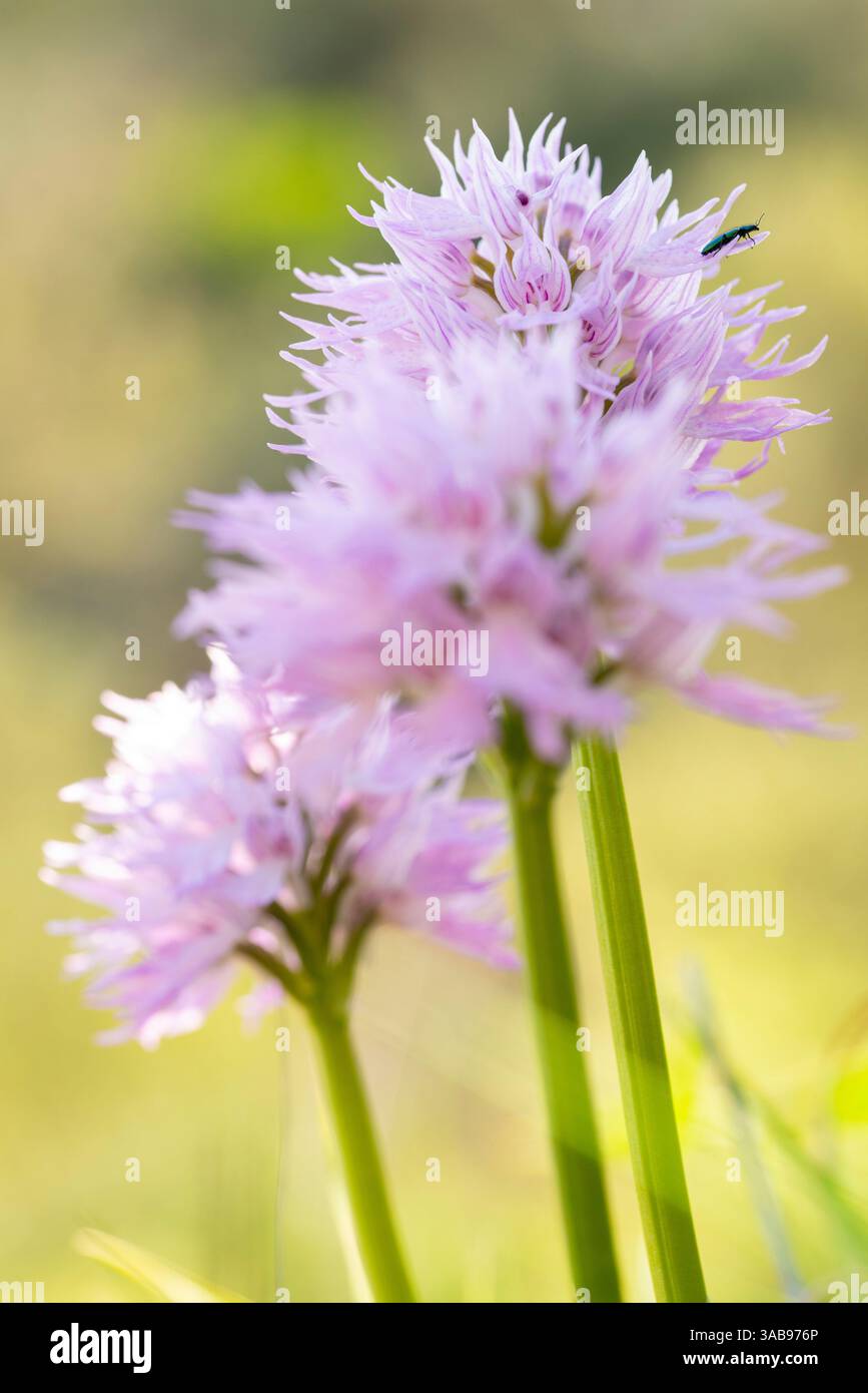 Nahaufnahme einer blühenden Orchis italica, hellviolette Stachelblumen, mit einem Insekten, gefangen in der natürlichen Umgebung Stockfoto