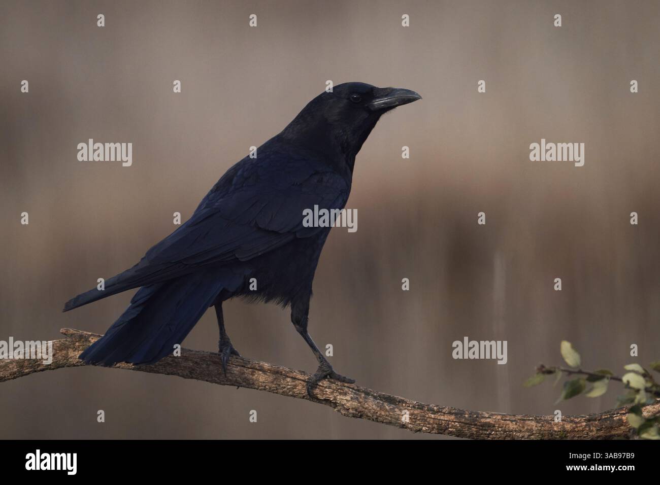 Der majestätische schwarze Rabe, der elegant auf einem Ast sitzt, vor einem weichen, unscharfen Hintergrund, der den intensiven Blick und das markante Profil dieses Vogels unterstreicht Stockfoto