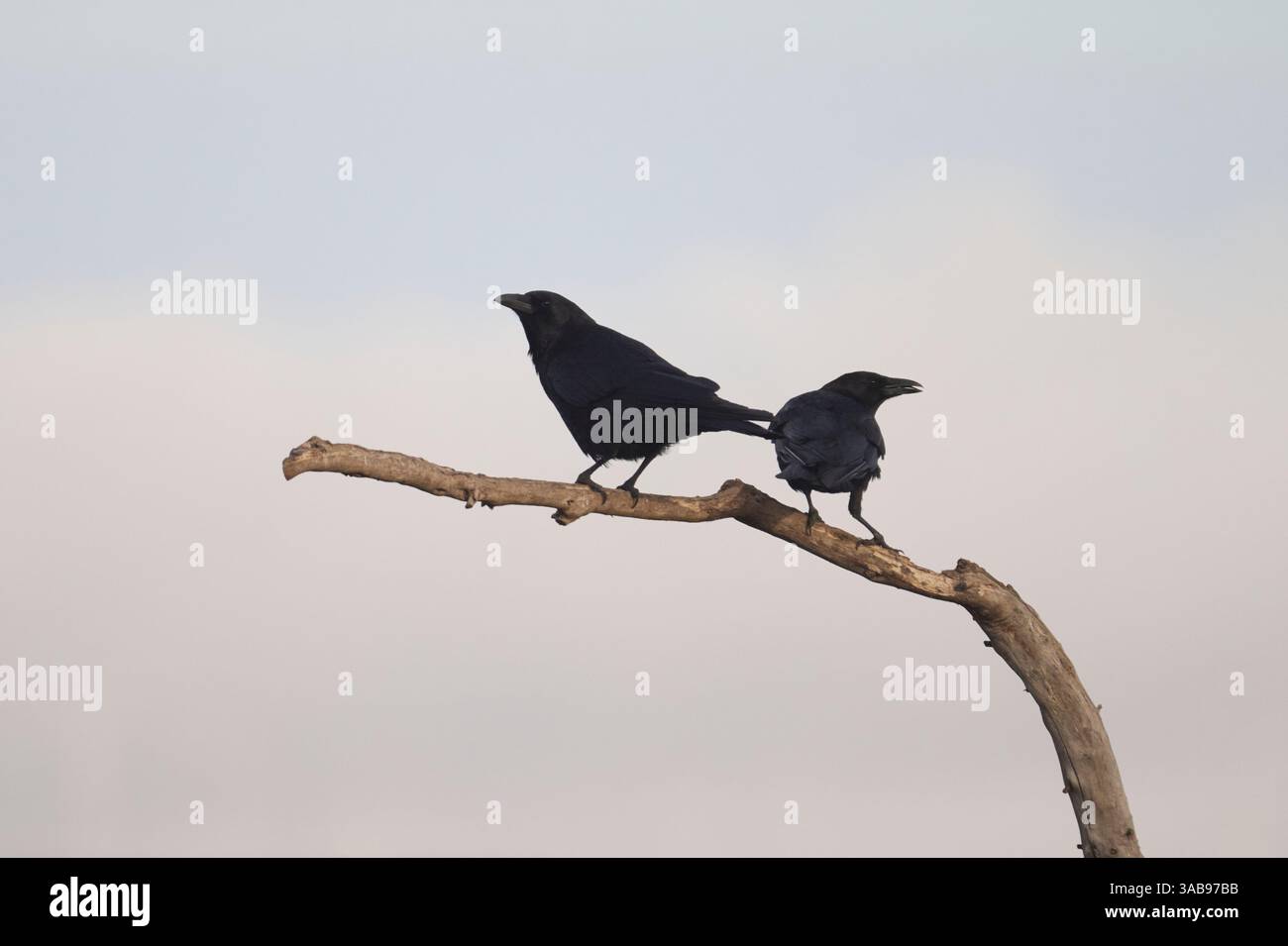 Ein beeindruckendes Bild von zwei Raben, wahrscheinlich Bewohner der Iberischen Halbinsel, elegant auf einem verwitterten Zweig in einer ruhigen Umgebung, hervorzuheben Stockfoto