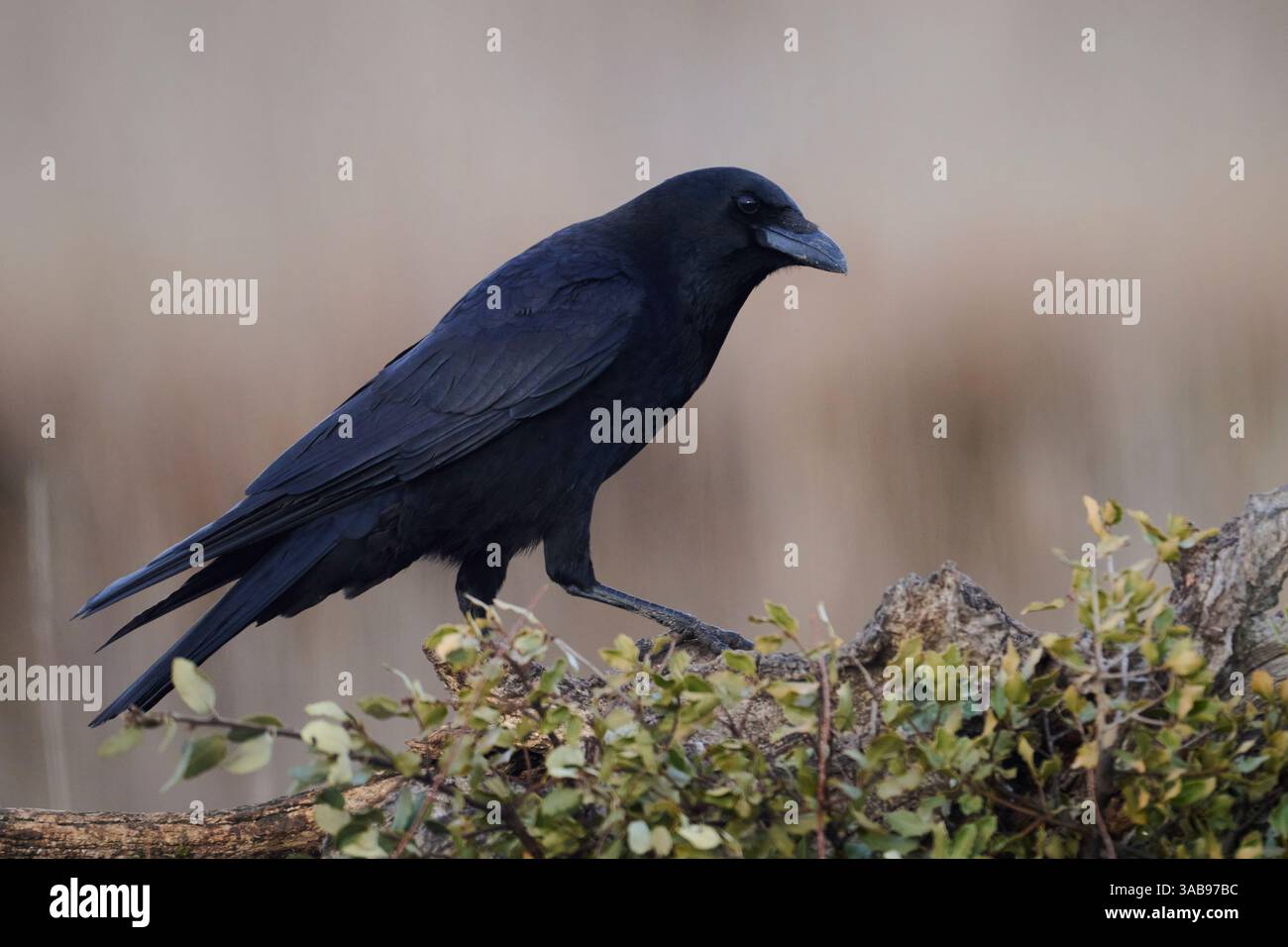 Ein markanter Rabe steht auf einem Zweig in den ruhigen Feldern der Iberischen Halbinsel und verkörpert das wilde Vogelleben der Region. Stockfoto