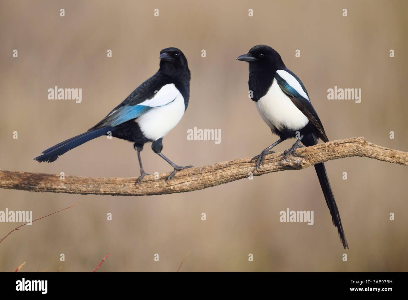 Zwei Elpen, die sich durch ihr kräftiges schwarz-weißes Gefieder und die schillernden blauen Flügelflicken auszeichnen, sind anmutig auf einem Ast festgehalten und kontrastieren Stockfoto