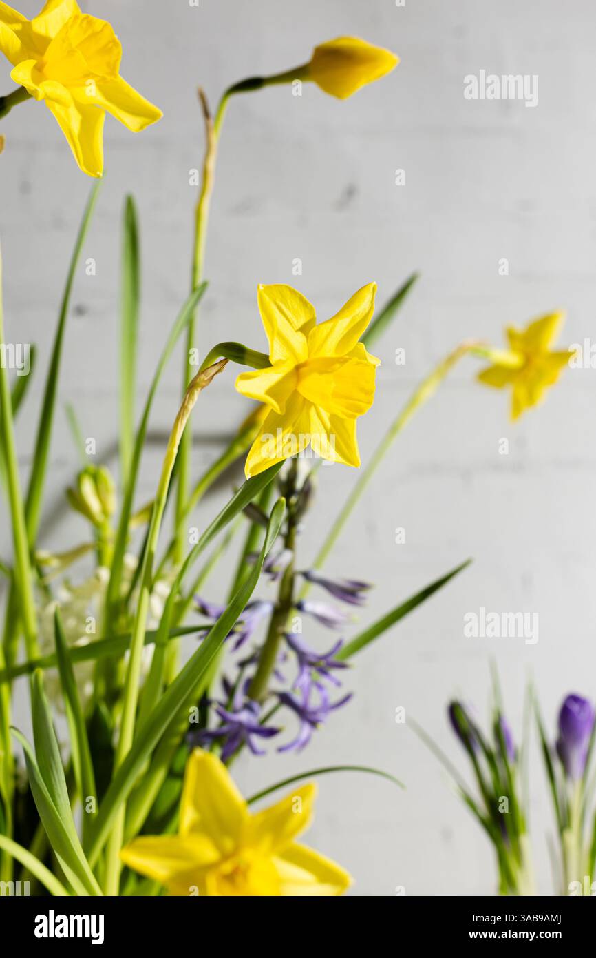 Ein einzigartiges Arrangement aus hellen Narzissen und zarten lila Blumen in einem Vintage-Suppentüreen vor einem rustikalen weißen Hintergrund, Illustratin Stockfoto