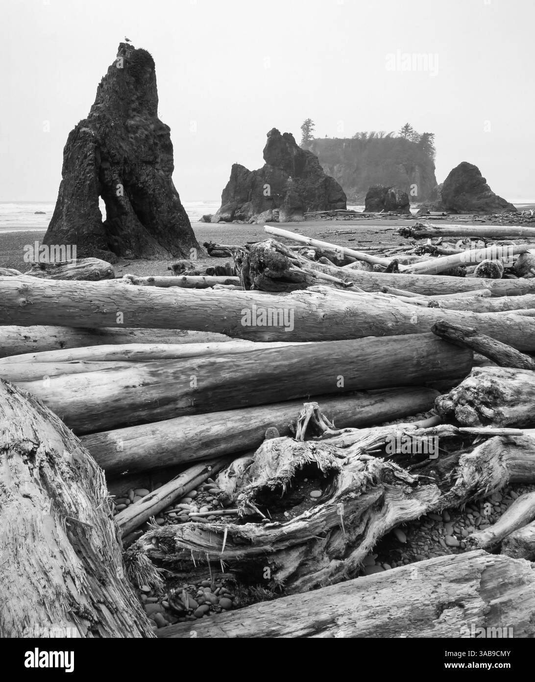 Massive Treibholzstämme bedecken das felsige Ufer von Ruby Beach, während dramatische Meeresstapel im nebeligen Hintergrund aufsteigen. Eine zeitlose Schwarzweiß-Aufnahme Stockfoto