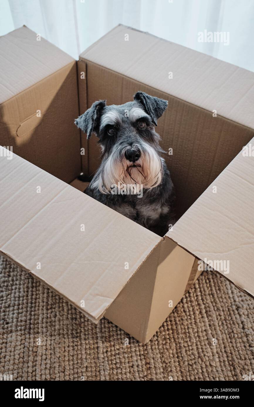 Miniatur-Schnauzer, der in einem offenen Karton sitzt und sich an das neue Haus, das Umziehen oder das Umzugskonzept anpasst. Die Szene ist perfekt für Haustierthemen Stockfoto