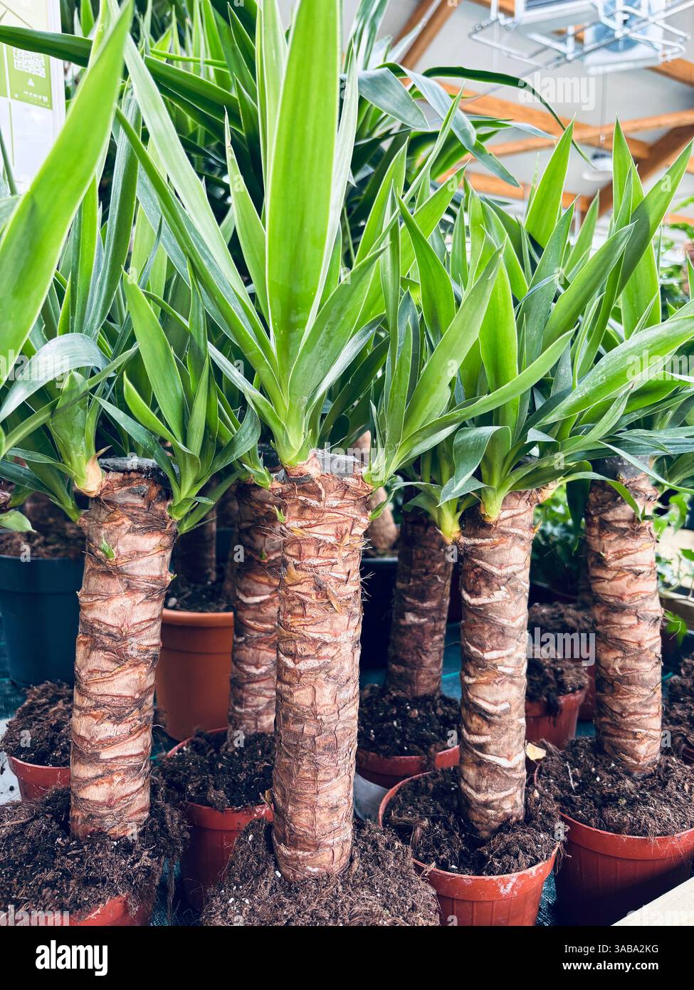 Junge Yucca-Pflanzen, die in der Pflanzenzüchtung wachsen. Innenanlage. Perfekt für Blumen- und botanische Themen. Gartenkonzept. Stockfoto
