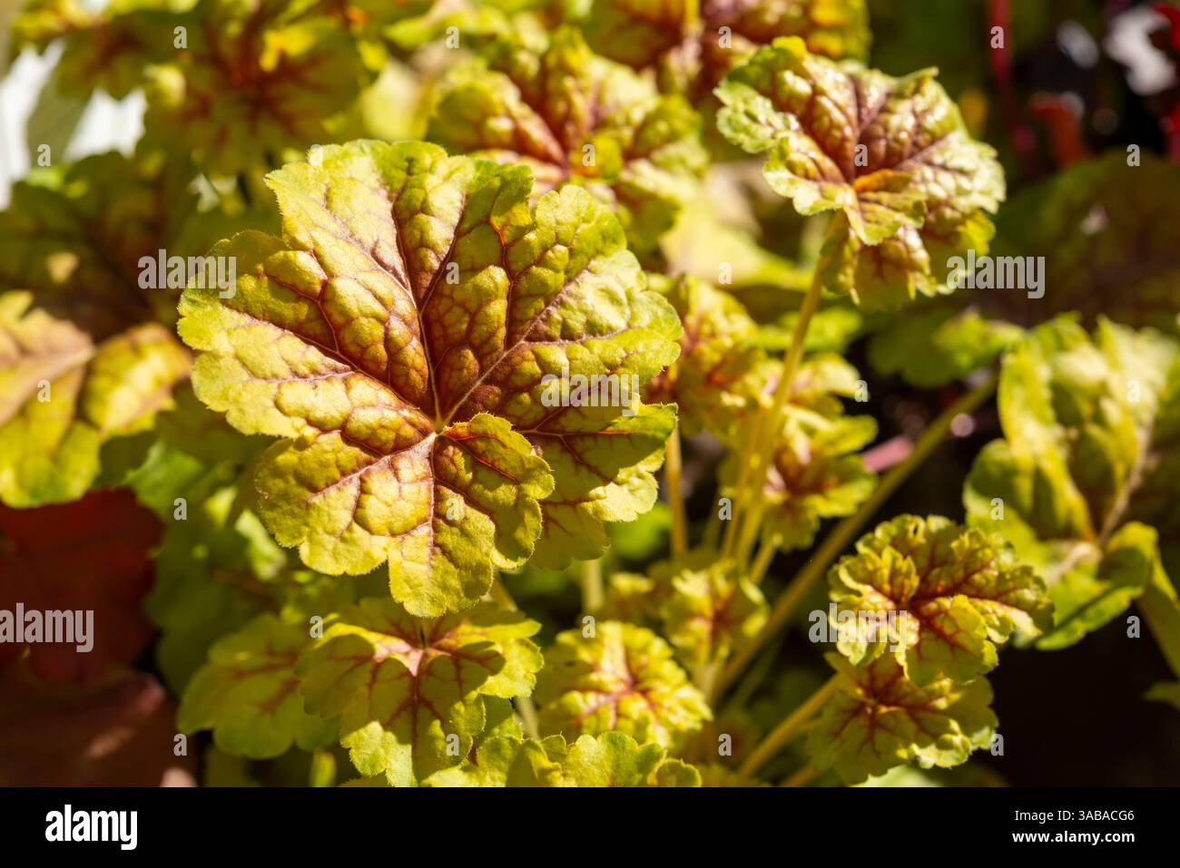 Heuchera „Happy Easter“ eine Vielzahl dieser halbimmergrünen Staude mit gelbem und rotem Laub Stockfoto